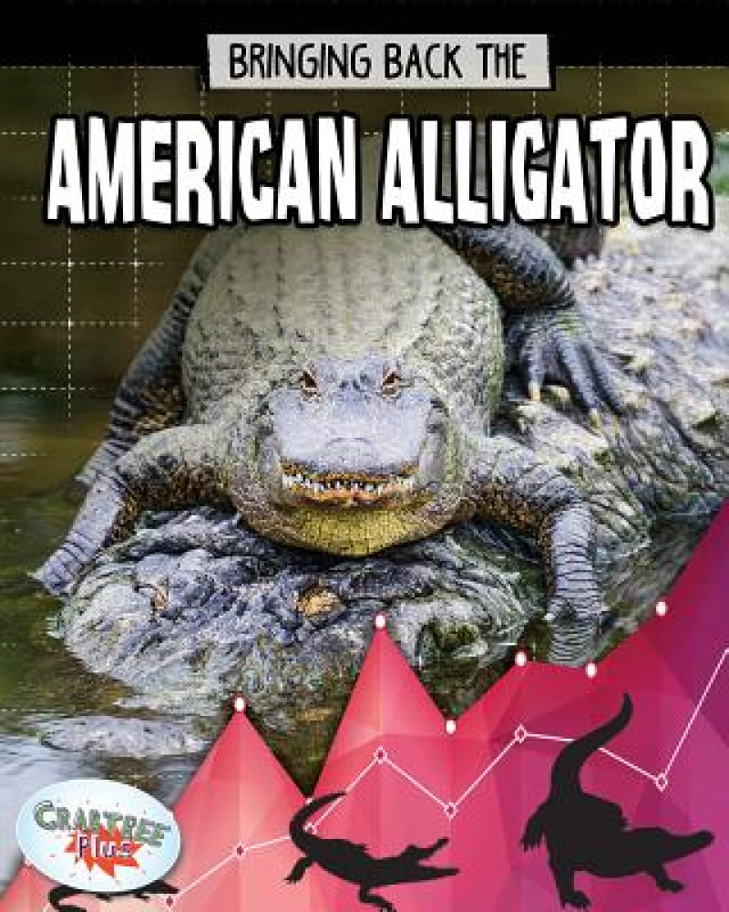 American Alligator