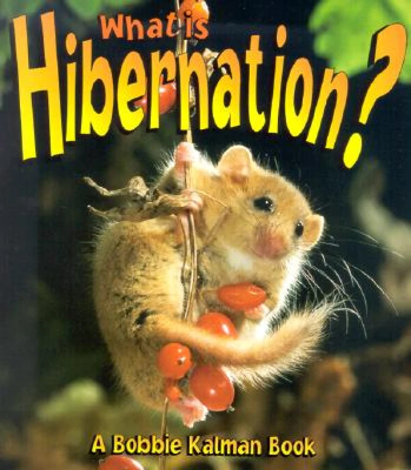 What is Hibernation