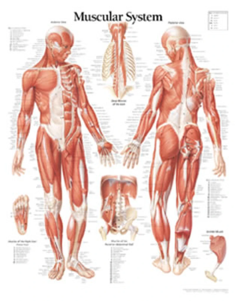 Muscular System with Male Figure Paper Poster