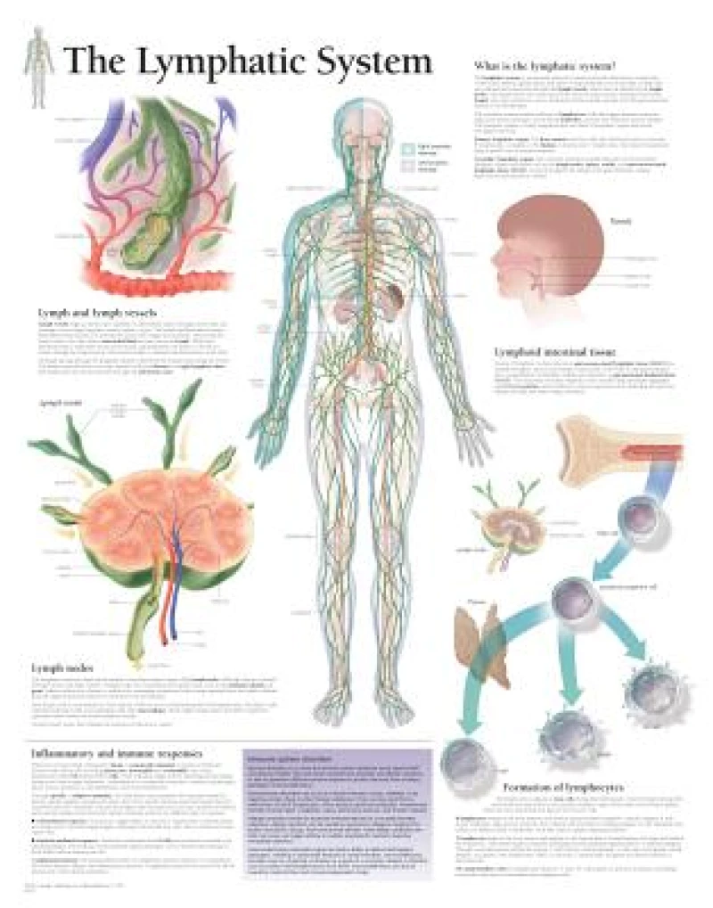 Lymphatic System Paper Poster
