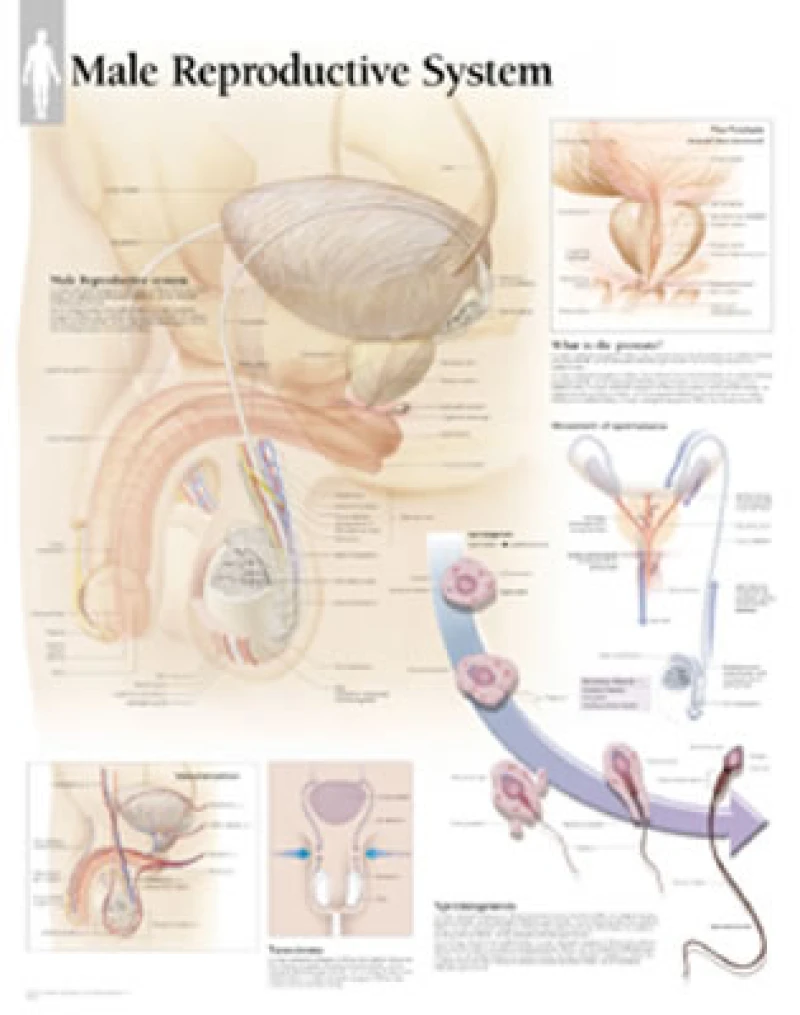 Male Reproductive Laminated Poster