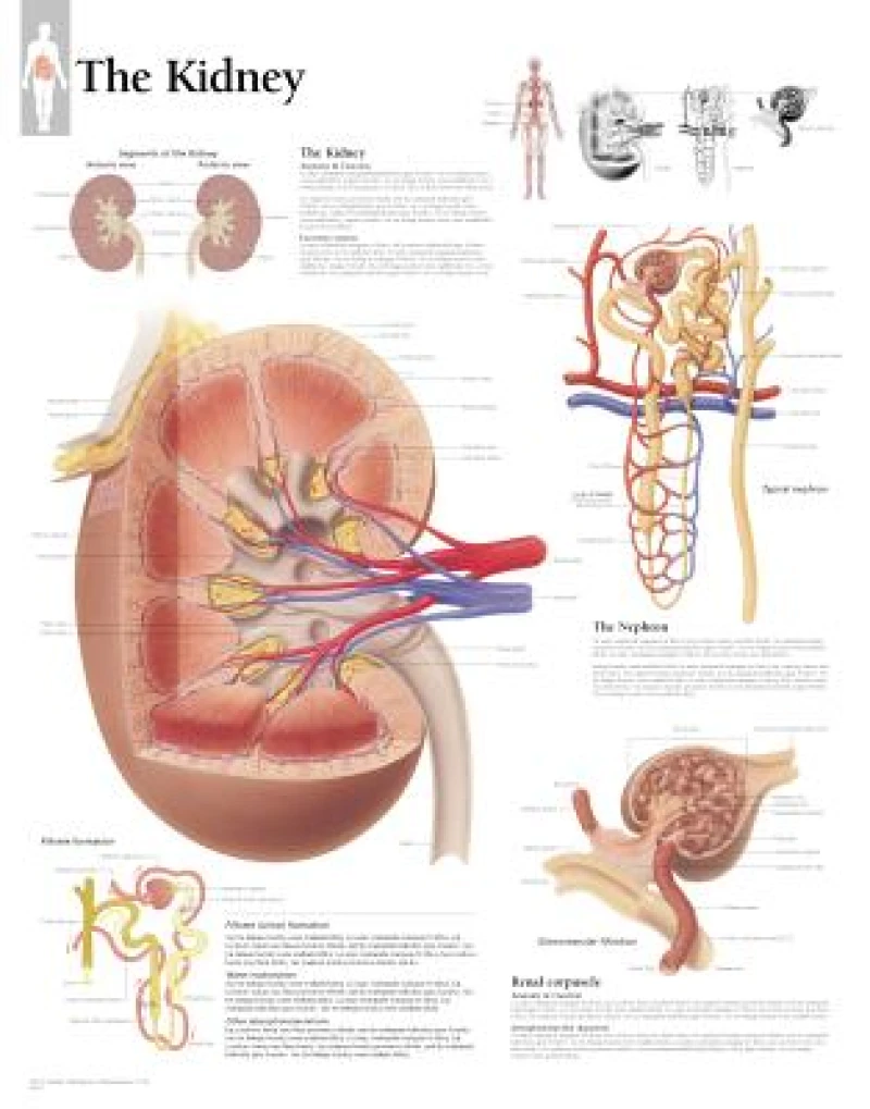 Kidney Paper Poster