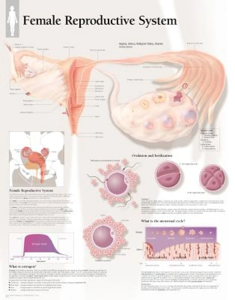 Understanding Nutrition Paper Poster