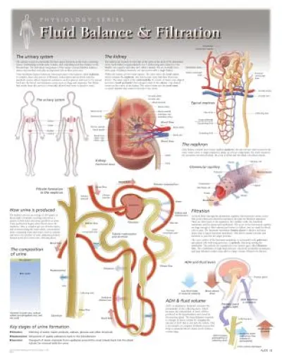 Fluid Balance & Filtration Laminated Poster