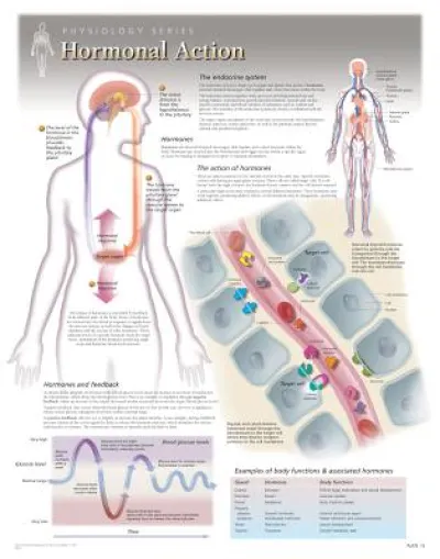 Hormonal Action Laminated Poster